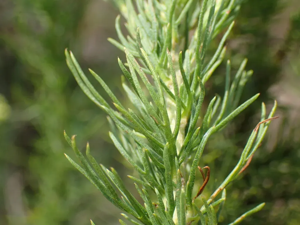 Grassveld Sheepdaisy