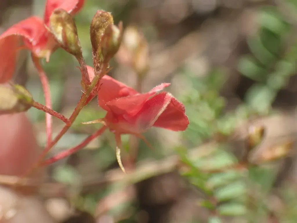 Indigofera Woodii