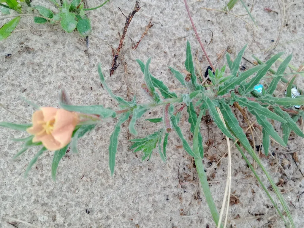 Argentine Evening Primrose