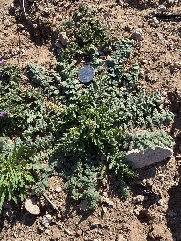 Pope's Phacelia
