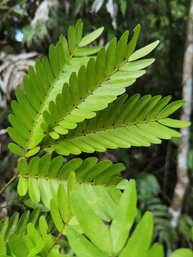 Macrolobium Hartshornii