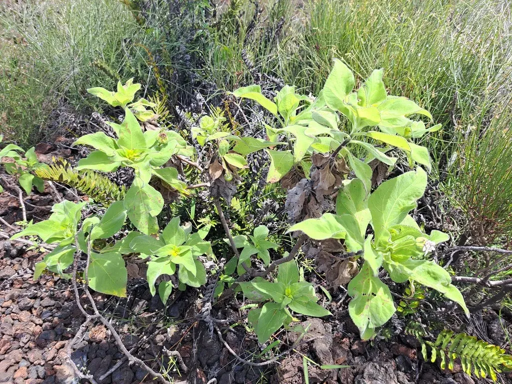 Radiate-headed Scalesia