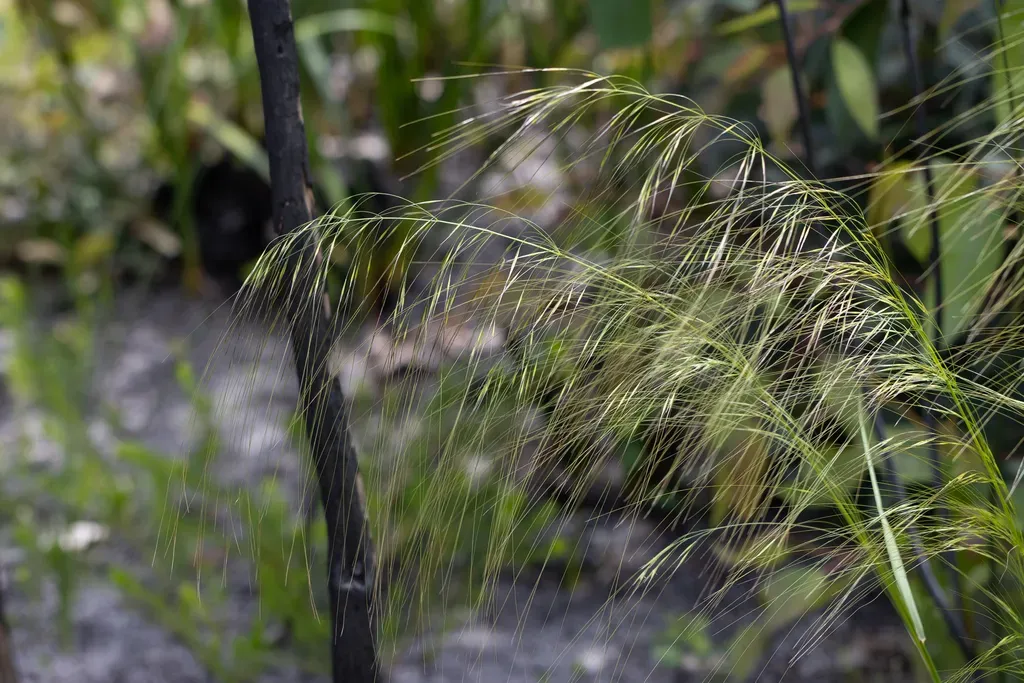 Austrostipa Compressa
