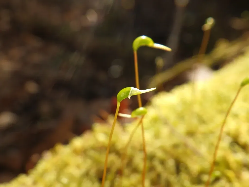 Curveleaf Hypnum Moss