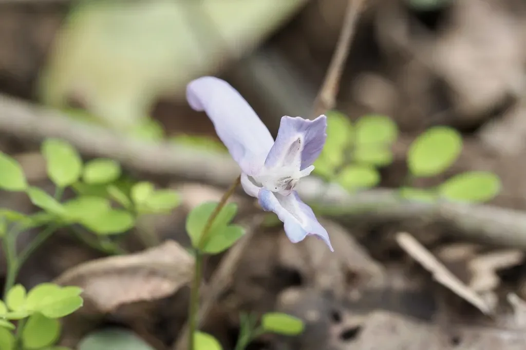 Corydalis Lineariloba