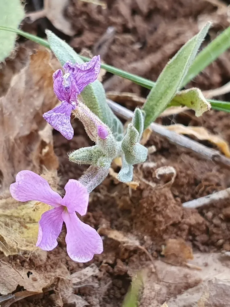 Matthiola Lunata