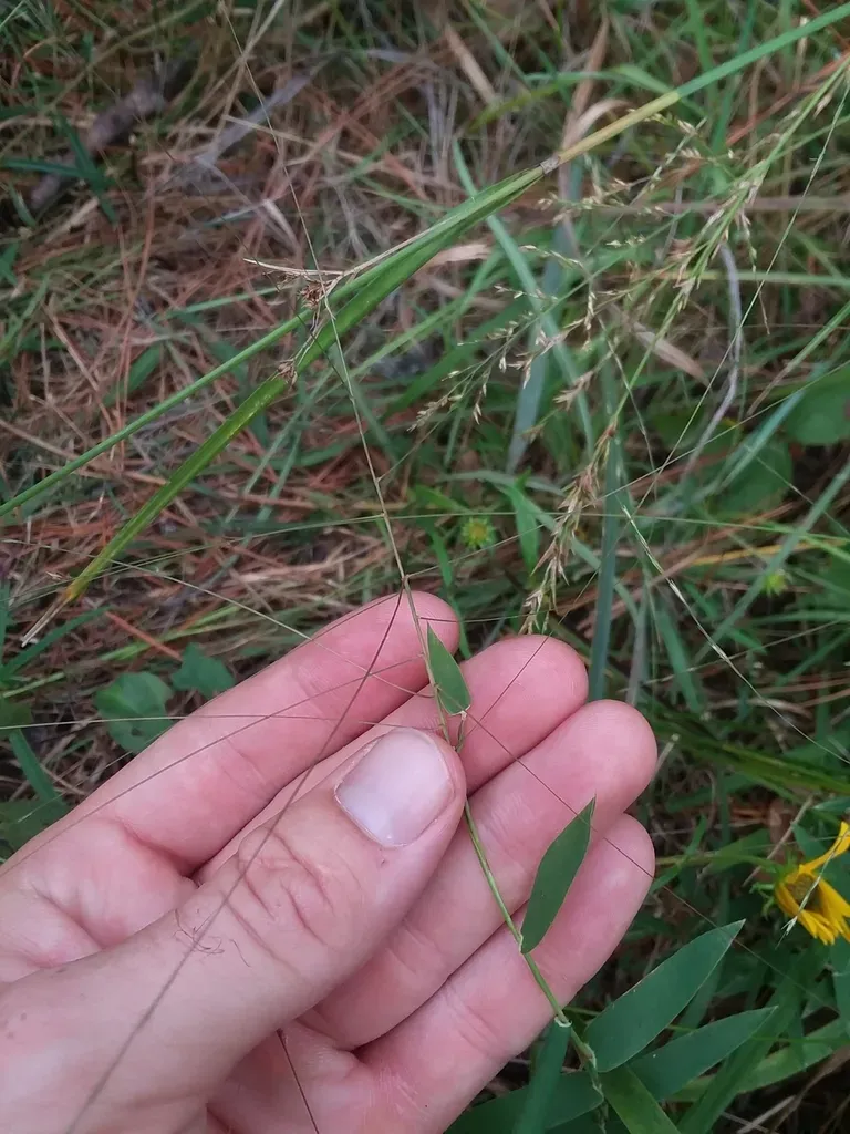 Shortleaf Skeletongrass