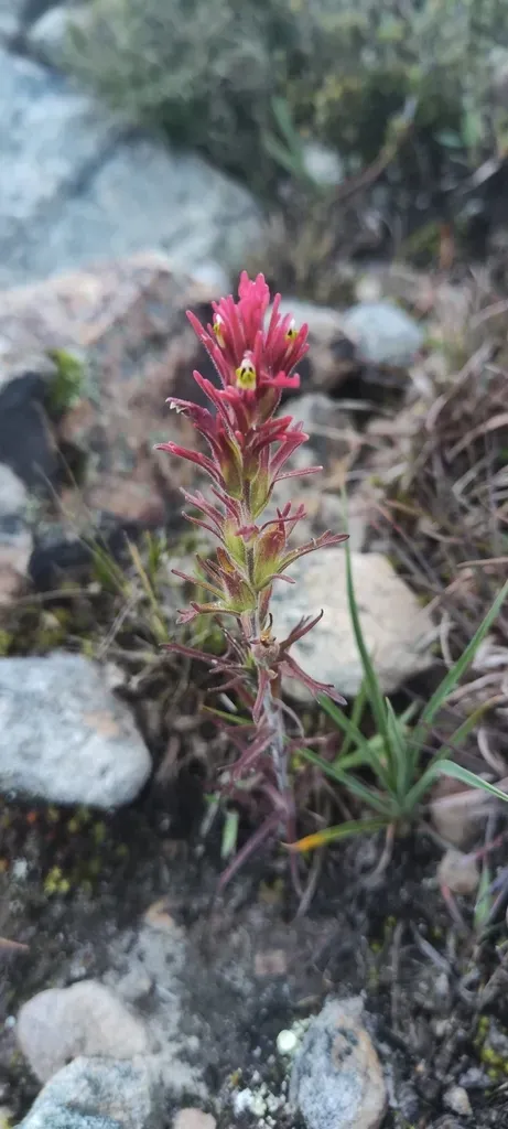 Castilleja Peruviana