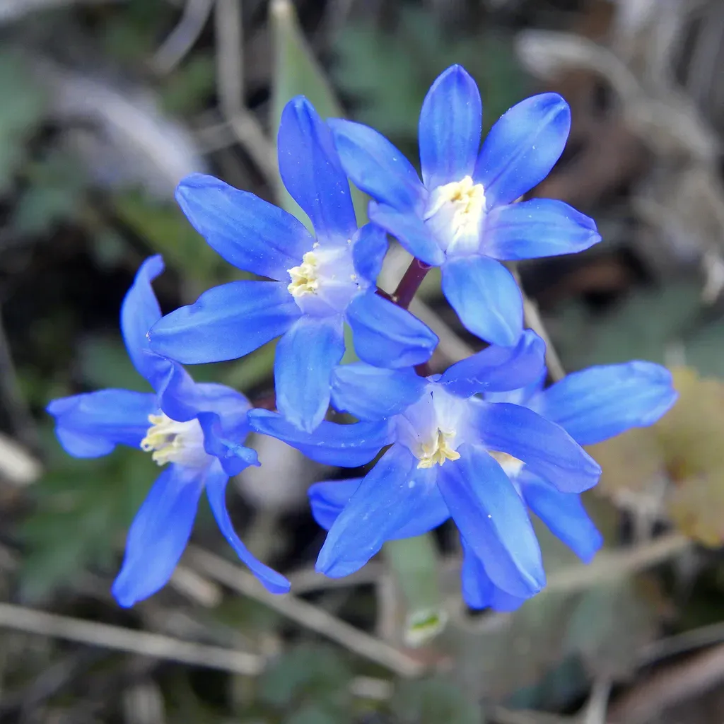 Lesser Glory-of-the-snow
