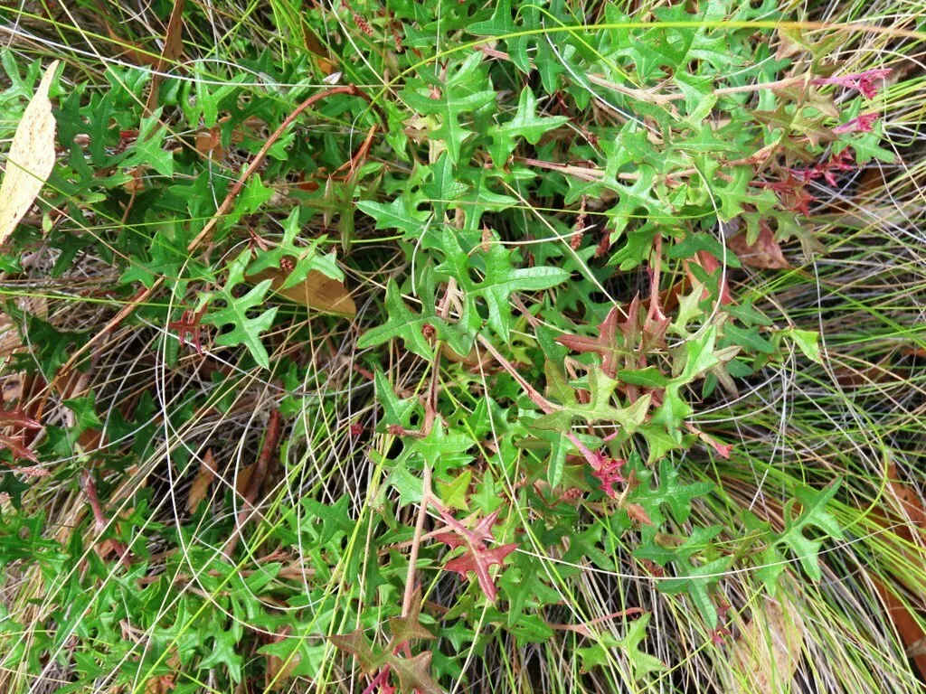 Ben Major Grevillea