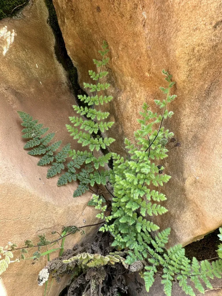 Cooper's Lip Fern