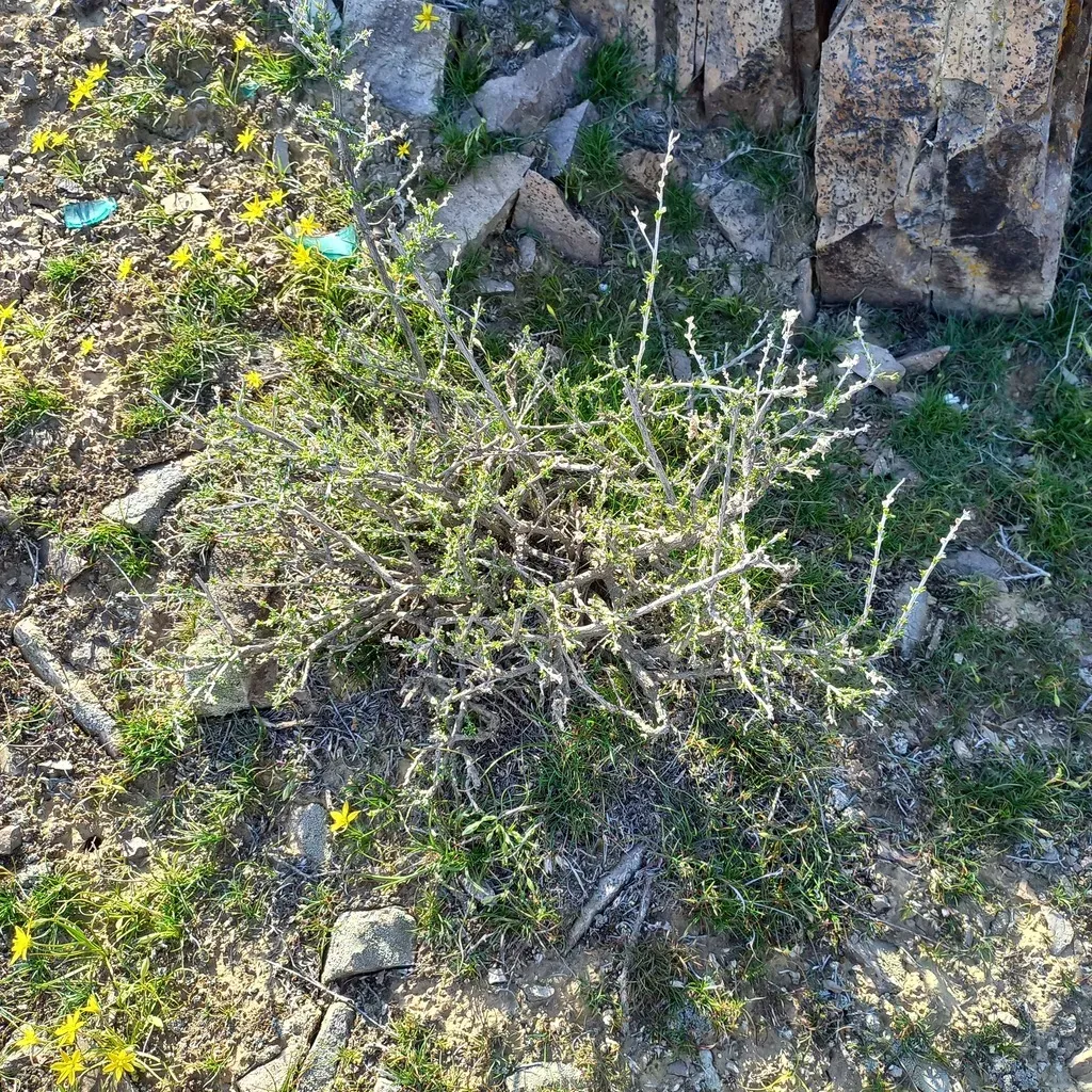 Atraphaxis Replicata