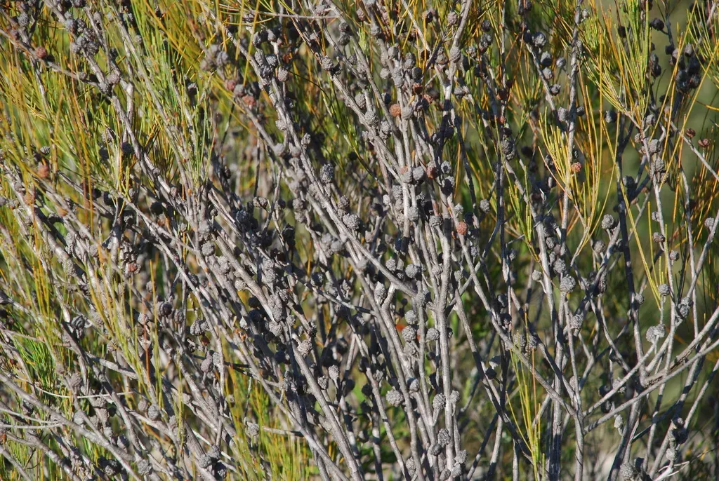 Allocasuarina Rupicola