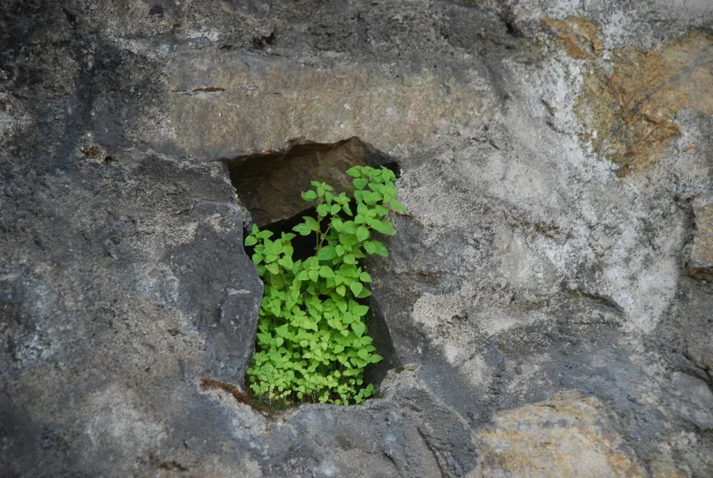 Parietaria Micrantha