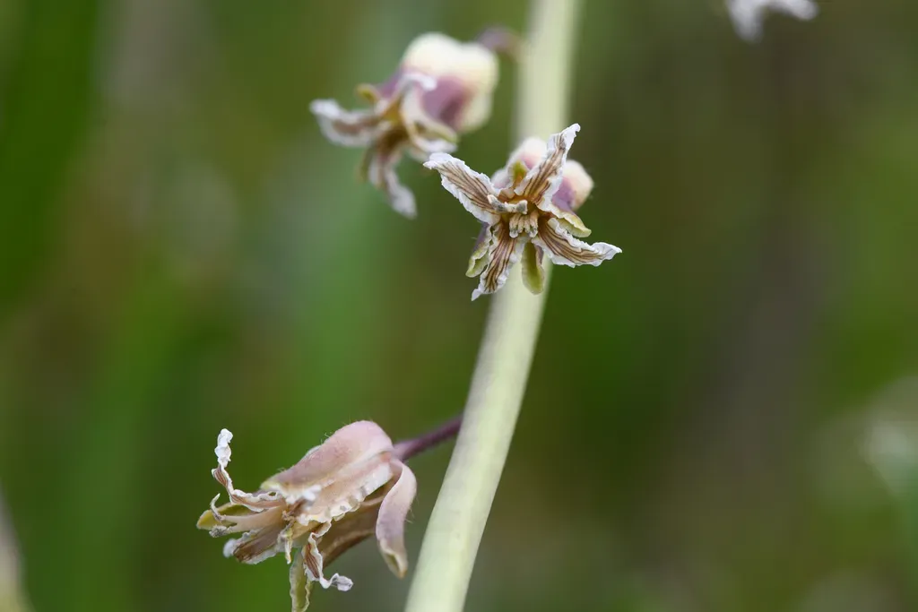 Lemmon's Jewelflower