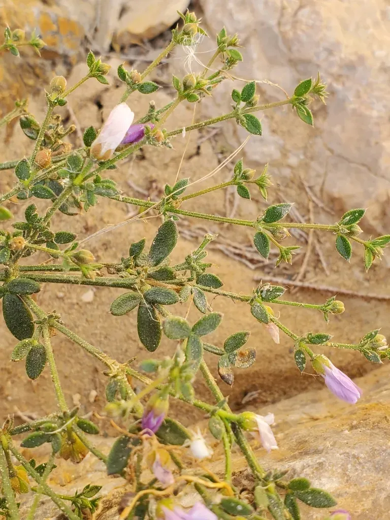 Fagonia Glutinosa