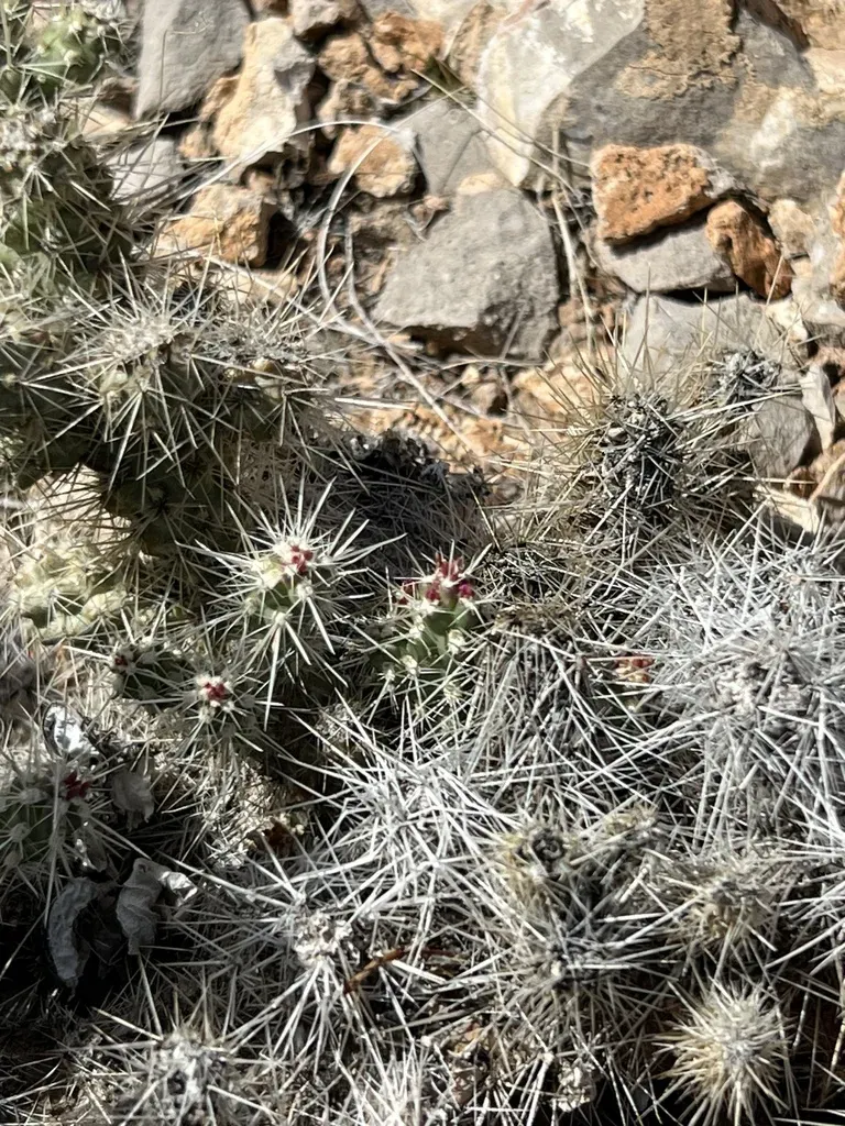 Blue Diamond Cholla