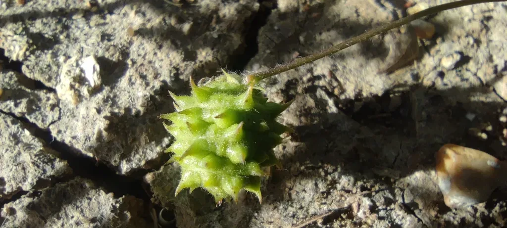 Straight-spined Medick