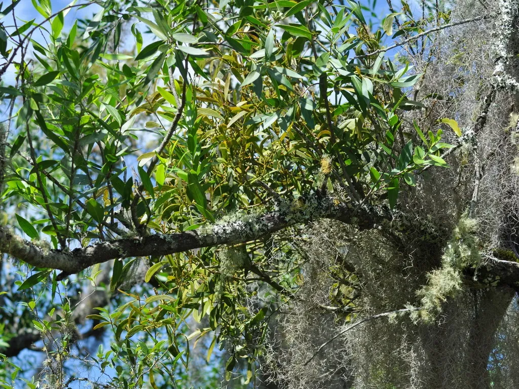 Phoradendron Ensifolium