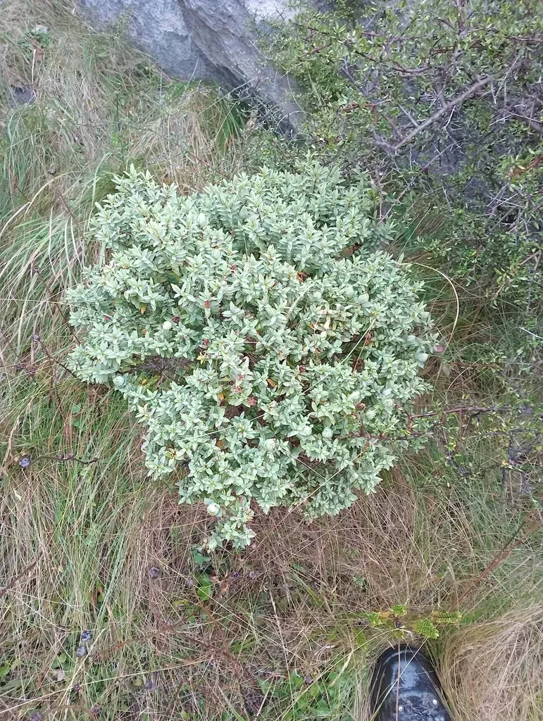 Veronica Glaucophylla