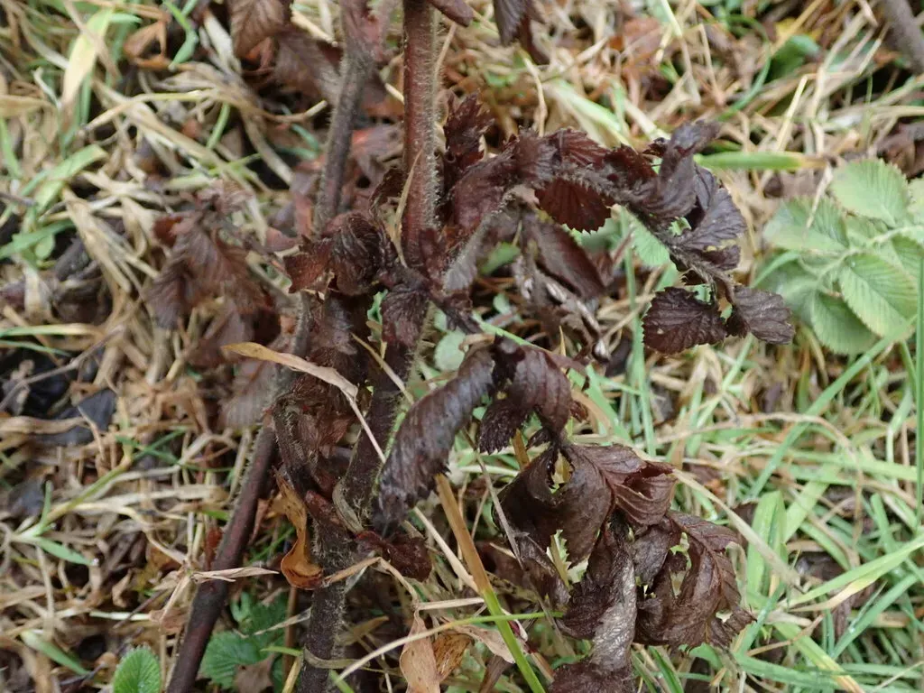 Lined Cinquefoil