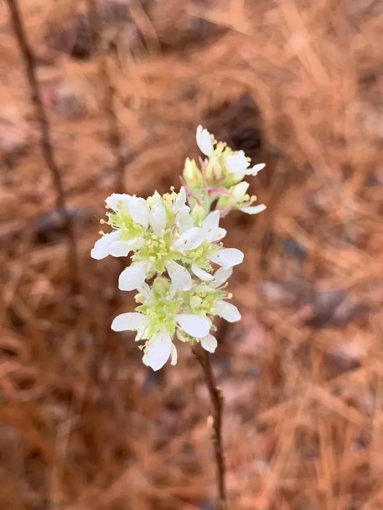 Coastal Serviceberry
