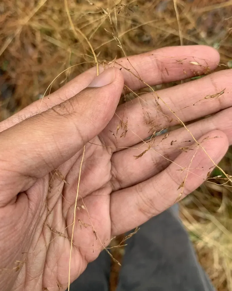 Pine Barrens Reedgrass