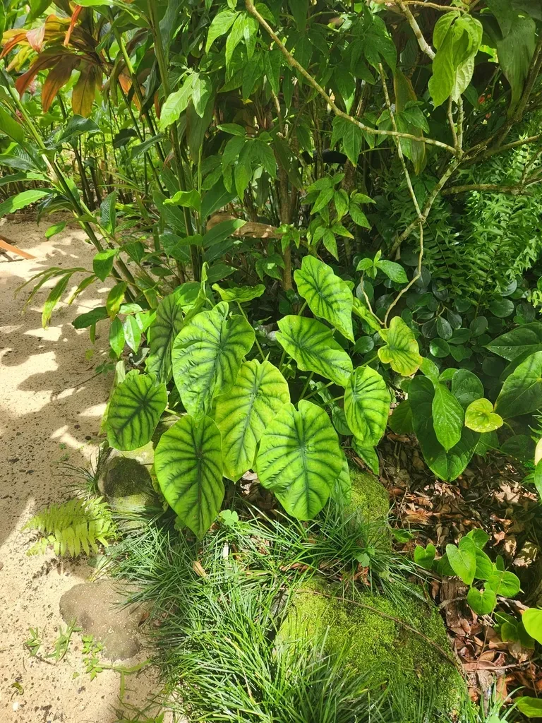 Green Shield Alocasia