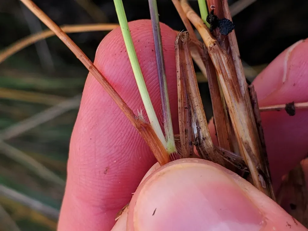 Helictotrichon Cantabricum