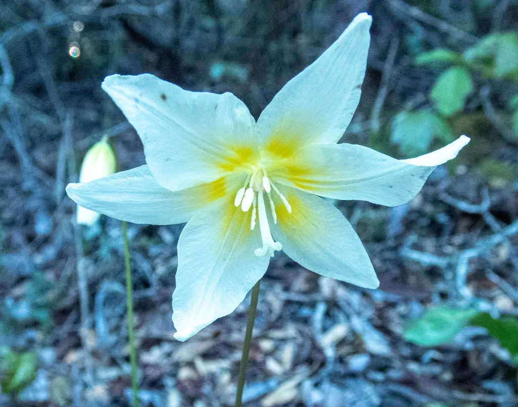 California Fawn Lily