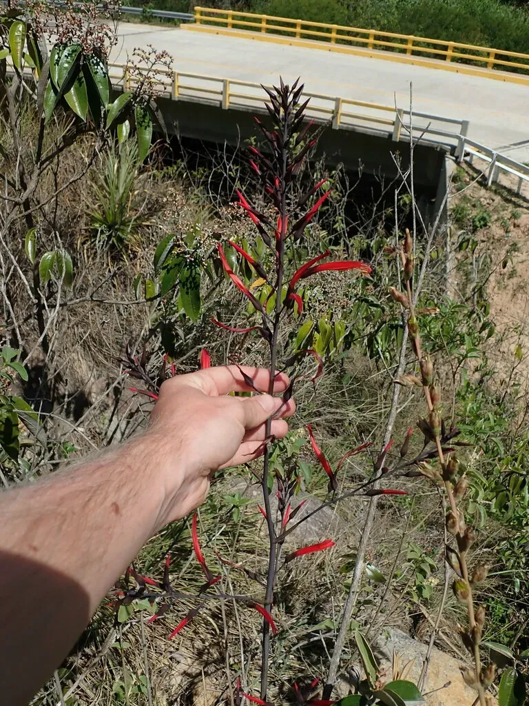 Pitcairnia Paniculata