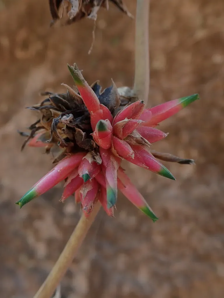 Deuterocohnia Brevispicata