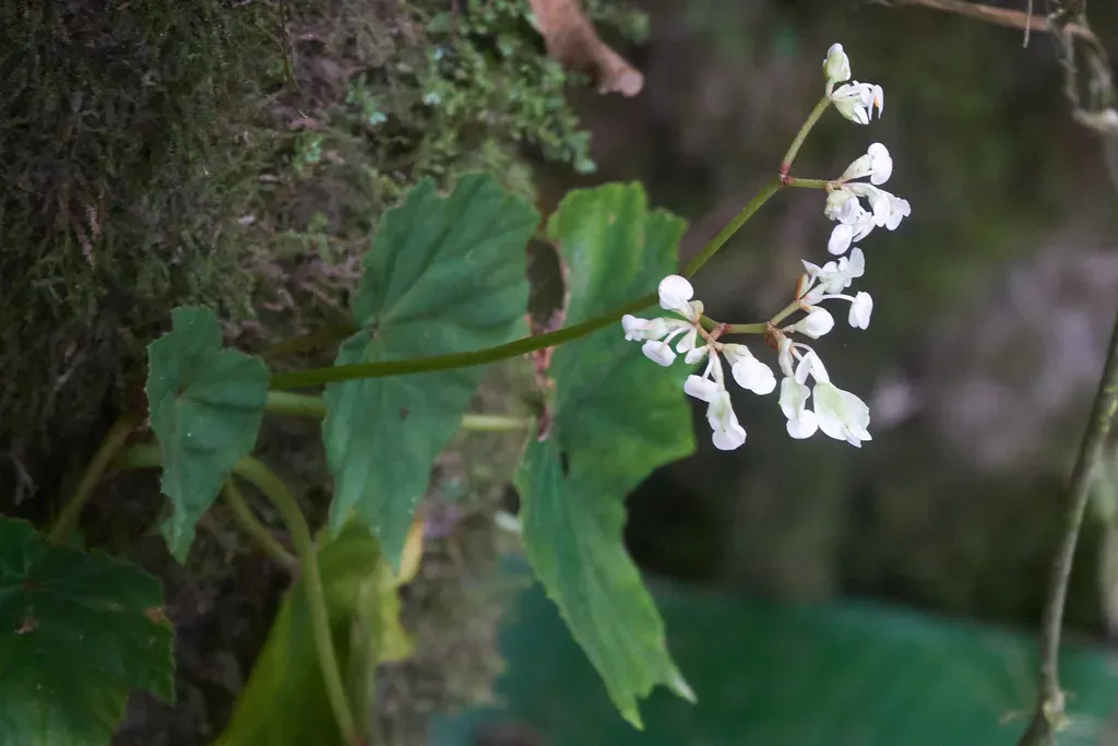Begonia Sericoneura