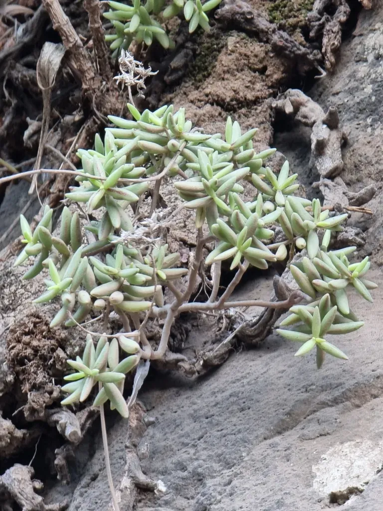Sedum Fusiforme