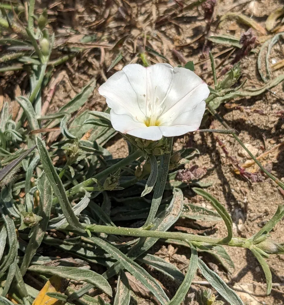 Convolvulus × Cyprius