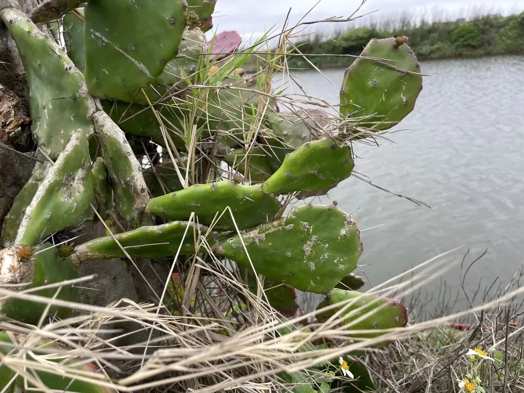 Golden Rat-tail Cactus