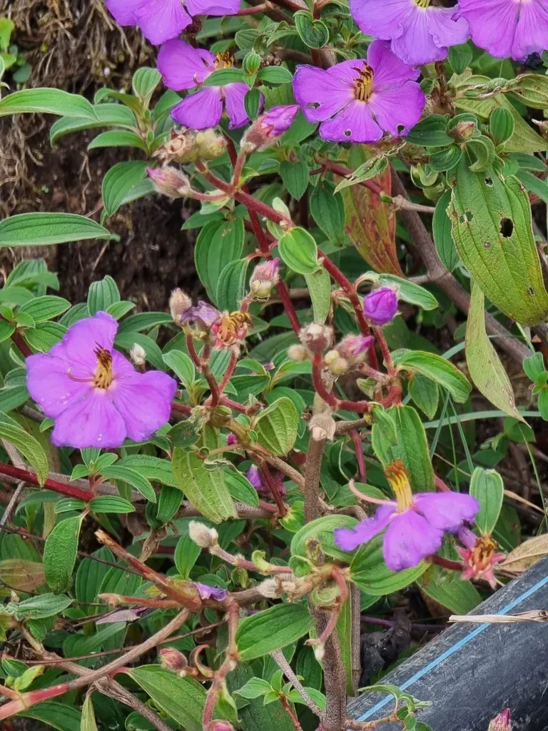 Beddome's Osbeckia