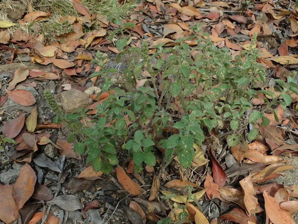 Pogostemon Purpurascens