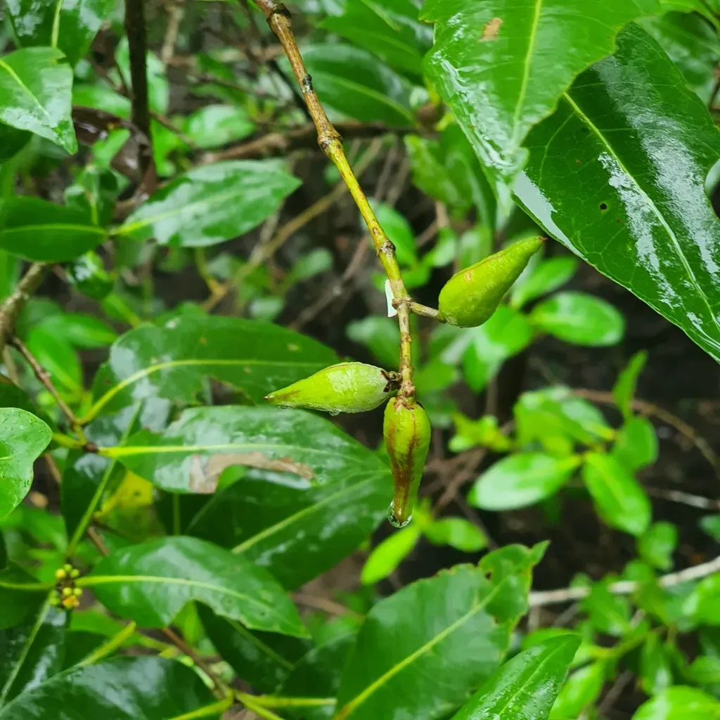Avicennia Alba