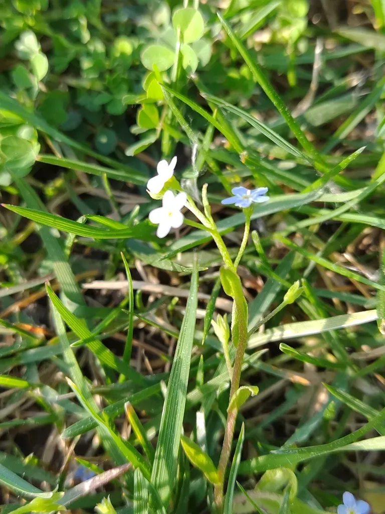 Myosotis Debilis