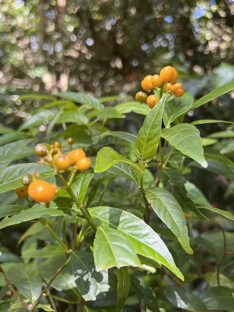 Palicourea Valeriana