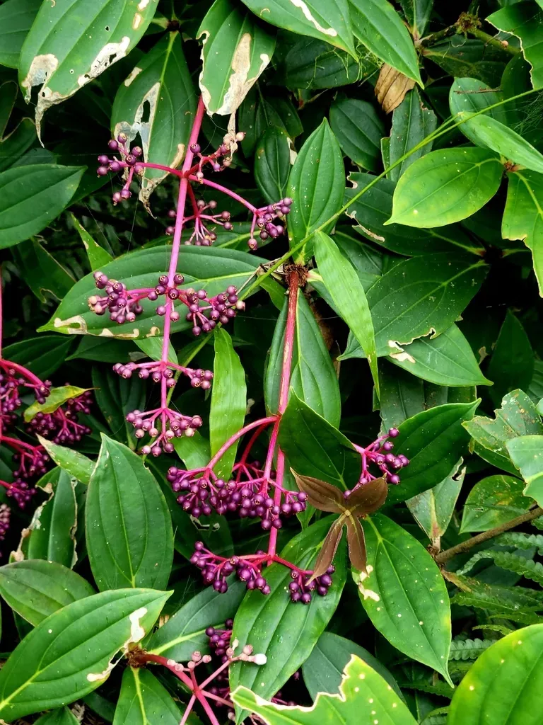 Formosan Medinilla