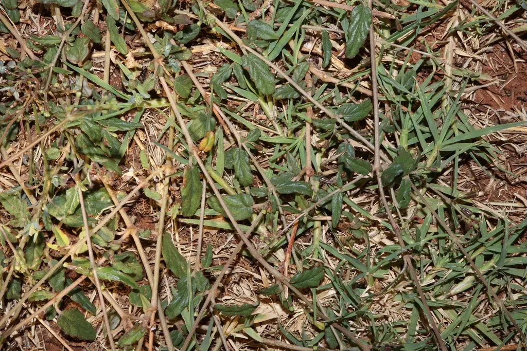Boerhavia Repleta