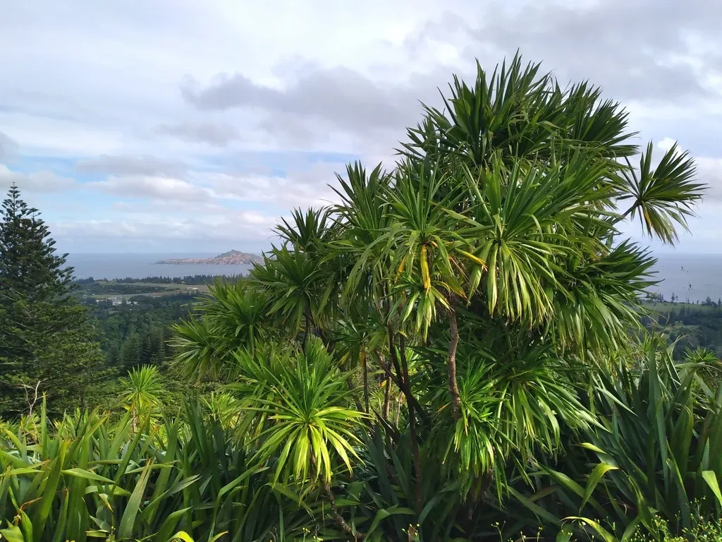Three Kings Cabbage Tree