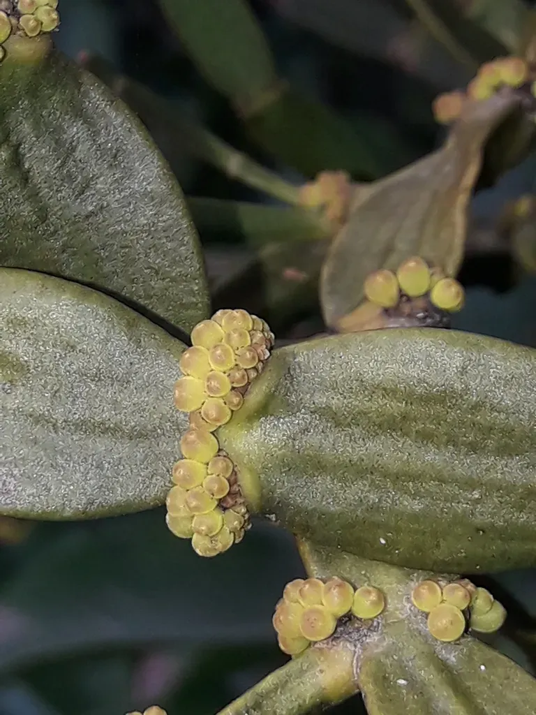 Korthalsella Disticha