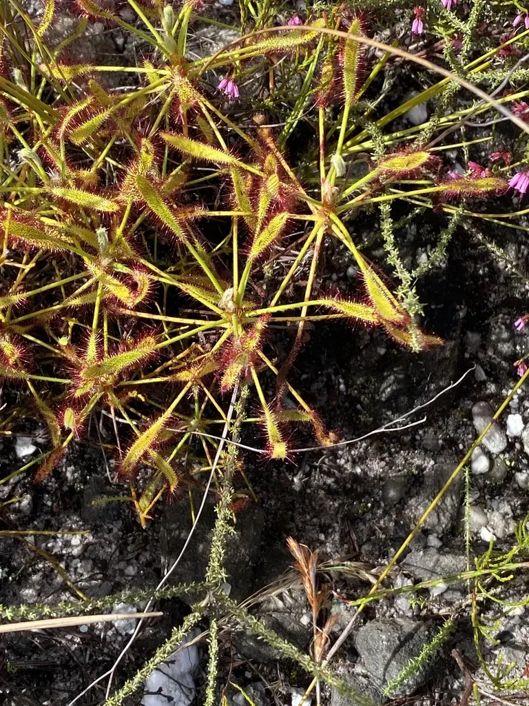Branching Sundew