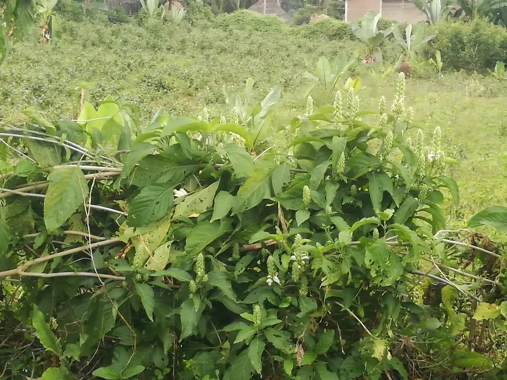 Justicia Schimperiana