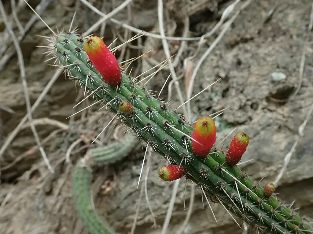 Cleistocactus Dependens