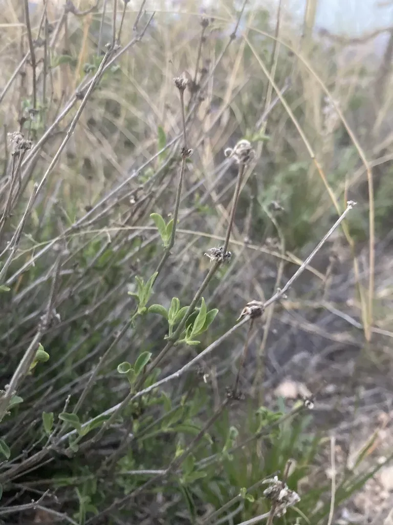 Longflower Tube Tongue