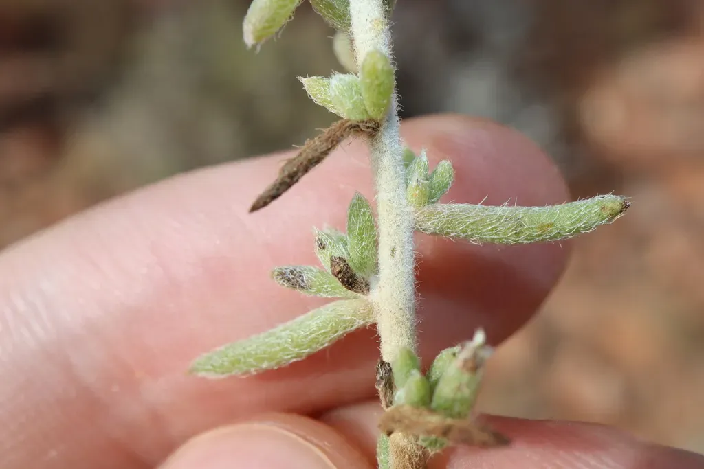 Maireana Schistocarpa